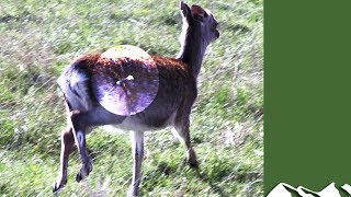 Roy Lupton learns to dart deer [upl. by Namaj]