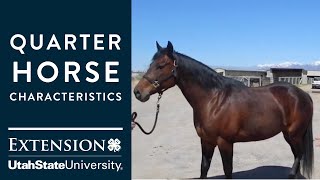 Quarter Horse Characteristics [upl. by Imar]