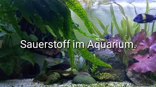 Sauerstoffmangel im Aquarium messen und beheben [upl. by Llednyl333]