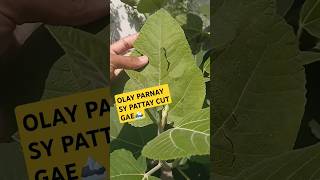 OLAY PARNAY SY INJEER KAY PATTAY CUT GAE🏔🙂 viral farming villagegarden fruitplant [upl. by Godderd]