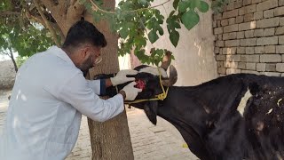 Cancer in cow how best veterinary doctor treated  Eye Enucleation in cow [upl. by Machos832]