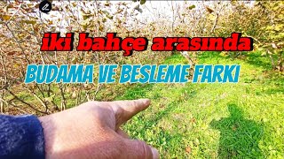 İKİ BAHÇE ARASINDA FARK [upl. by Derr]