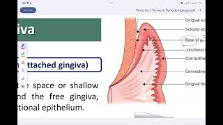 periodontology lec 2 terms in periodontology and the gingiva مرحلة رابعة طب اسنان [upl. by Ecreip]