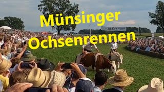 Das 7te Münsinger Ochsenrennen [upl. by Norek431]