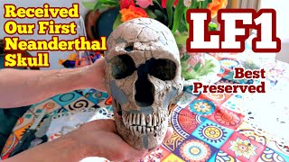 Neanderthal Skull Of La Ferrassie 1 LF1 Male Homo Neanderthalensis Unboxing Description Replica [upl. by Ertemed751]