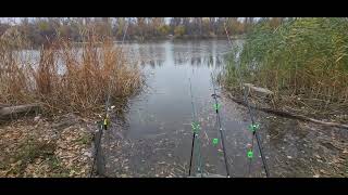 fishing for crucian carp on the lake [upl. by Lavona]