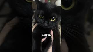 The Truth About Black Cats 🐱✨ [upl. by Aindrea353]