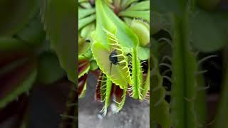 Carnivorous plants eating venusflytrap [upl. by Kcirdled]