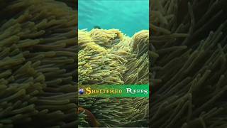 Underwater 4K Up Close  Beautiful Coral Reefs [upl. by Dituri]