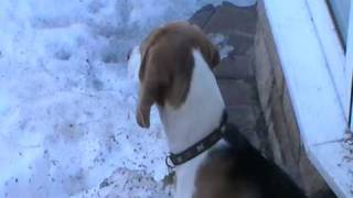 Poppy the Beagle puppy barking and howling [upl. by Gabriella151]