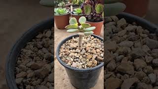 how to prune jade plants into tiny tree [upl. by Lakim798]