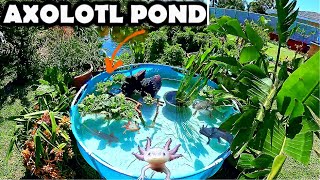 Making An Outdoor Axolotl Pond New Baby Axolotl Born [upl. by Shields]