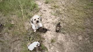 desperate mother dog unwilling to accept her puppy’s death carried her to people hoping for help [upl. by Jard]