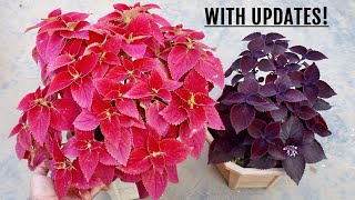 SIMPLEST Way To Make Coleus BUSHY amp More Colorful [upl. by Aniroz217]