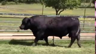 Bell Rule Genetics Herdsire Manzano Paxton 4516 [upl. by Phillis654]