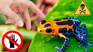 DO NOT TOUCH 😲 10 MOST POISONOUS CREATURES ON THE PLANET [upl. by Greenstein827]