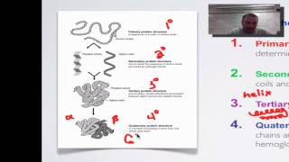 Screencast 2C Part 2  Protein Structure amp Function [upl. by Iteerp]