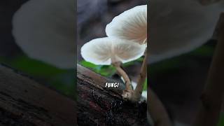 How Do Fungi Reproduce 🍄 naturelovers fungi plants [upl. by Kroo516]