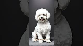 Bichon Frise [upl. by Tillion]