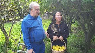 Safiye Soyman Faik Öztürk Bodrumda Mandalina ve Limon Topladılar [upl. by Aicila706]