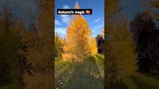 Loveliest smile season autumnvibes subscribe highlights amazingmoments beautifulmoments [upl. by Mosby695]