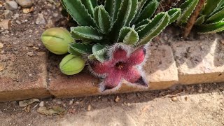 Stapelia Grandiflora has flowers  2023 [upl. by Lepine]