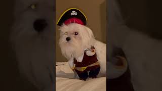 A pirate Maltese puppyauroratheruntdeleodesignsmaltesepuppy [upl. by Nroht11]