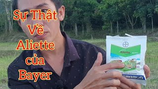 Nếu Sử Dụng Aliette của Bayer thì Cần xem kỷ [upl. by Leind]