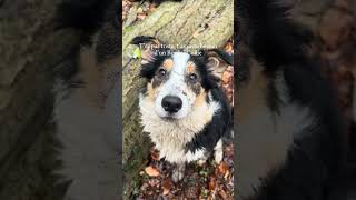 Tes pas triste tas juste besoin dun Border Collie [upl. by Amjan]