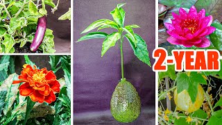 Plant Growing Time Lapse Compilation  2 Years In 8 Mins [upl. by Nowtna]