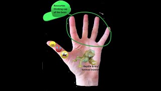 Dan Siegels Hand Model of the Brain [upl. by Ayotaj]