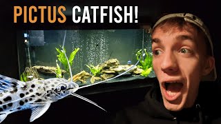 PICTUS CATFISH 55 Gallon Tank Update aquarium pictuscatfish [upl. by Evers381]