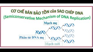 Cơ chế bán bảo tồn của Sao chép DNA [upl. by Yeltnerb357]