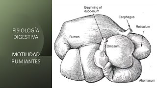 Fisiología digestiva Motilidad rumiantes [upl. by Terri]