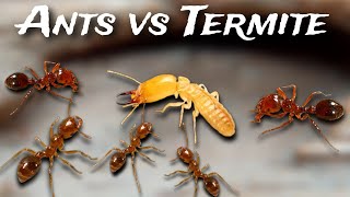 Fire Ants vs Termites  Ants sting [upl. by Mccready]