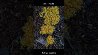 Fuligo septica  a type of slime mold Myxomycetes [upl. by Eva]