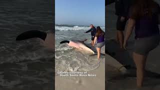 Dead 13foot great white shark washes up on Florida Beach [upl. by Aelber393]