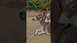 donkeys video animals youtubeshorts nature shortfeed janwar pets [upl. by Rie]