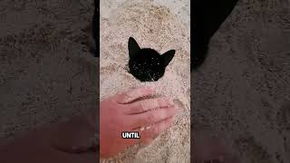 he was playing on the beach until this cat appeared 😂 [upl. by Junina]