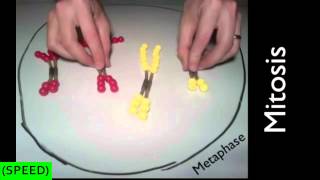 SPEED Mitosis and Meiosis Simulation [upl. by Beera]