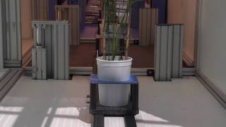 LemnaTec Automatic High Throughput Plant Phenotyping [upl. by Pip580]