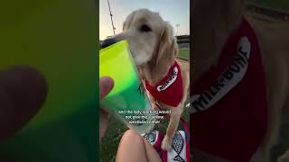 Going to baseball game 🤪dayinthelife puppy goldenretriever puppylife puppydog dog doglover [upl. by Ahsinned]