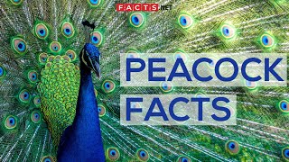 Interesting Facts About Peacocks And Peahens Or The Peafowls [upl. by Maurie]