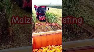 Maize Harvesting ytfeed farming trending maizefarm ytshorts viralshort viral [upl. by Nnylecoj]