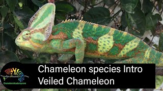 Veiled Chameleon Short Introduction [upl. by Wulf]