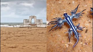 People beware Deadly venomous Glaucus Atlanticus roaming in Besant Nagar beach [upl. by Iolenta]