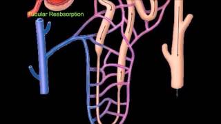 Nephron and Urine Formation [upl. by Eekram]