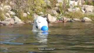 Polar bear swimming and playing with a ball at Orsa Predator park Sweden 30092015 [upl. by Takara]