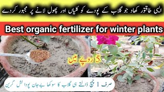 Special fertilizer for rose plant to get maximum flowers and Buds  Care tips  organicplantsgarden [upl. by Ettennej]