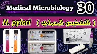 Helicobacter pylori H pylori شرح التشخيص المعملي لجرثومه المعده [upl. by Sinnard]